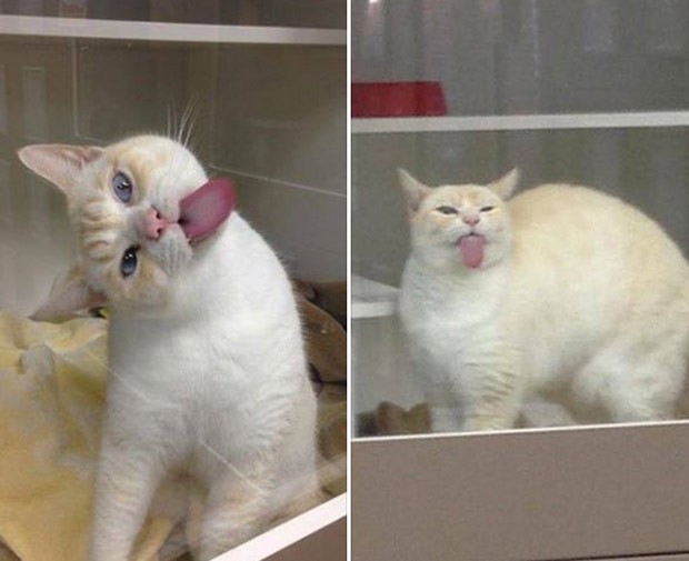 Gato chamado Sigmund criou tática curiosa para tentar convencer pessoas a adotá-lo (Foto: Reprodução/Facebook/Cat Haven WA)