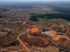 Greenpeace acusa multinacional de apoiar desmatamento na Indonésia