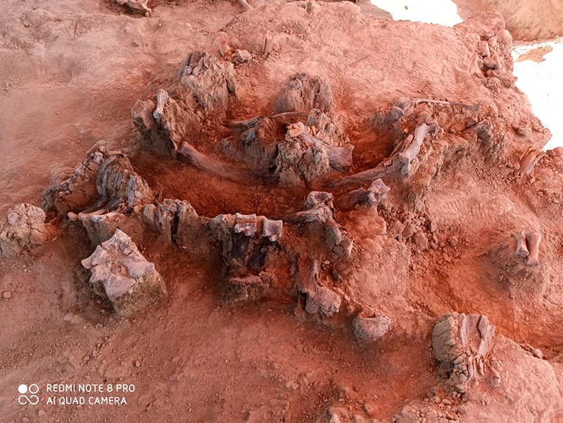 Ossadas de 60 mamutes de 11 mil anos encontradas em aeroporto no México (Foto: Instituto Nacional de Antropologia e História do México)