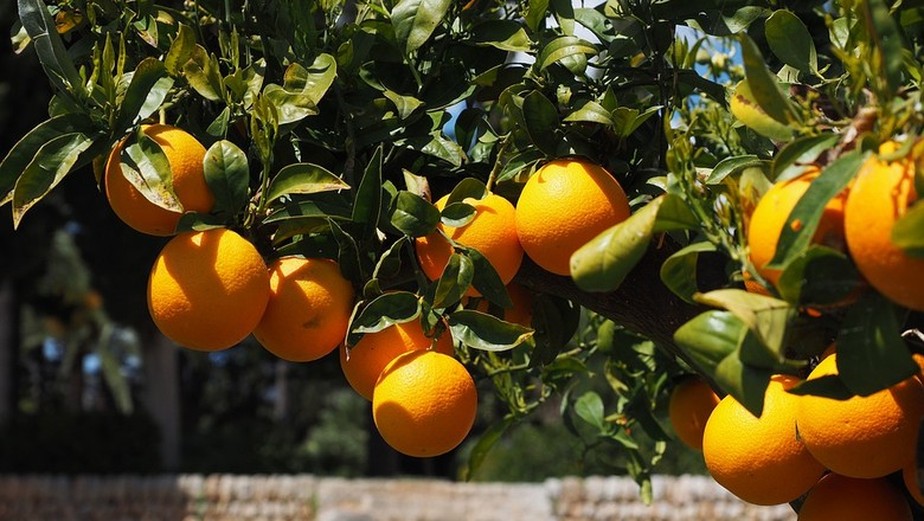 A podridão é uma das doenças causadas por fungos, que afetam em grande parte as laranjas após a colheita