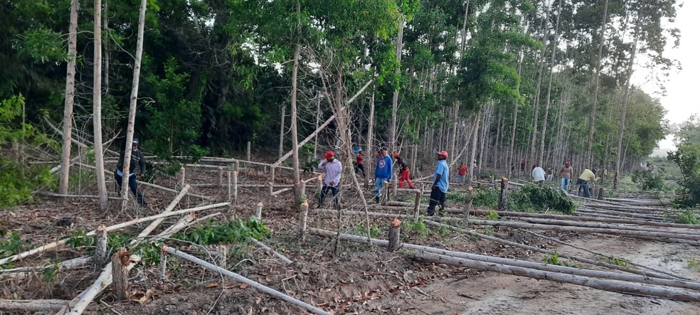 Justiça determina desocupação de todas as áreas de empresa de celulose invadidas pelo MST na Bahia — Foto: Divulgação/MST