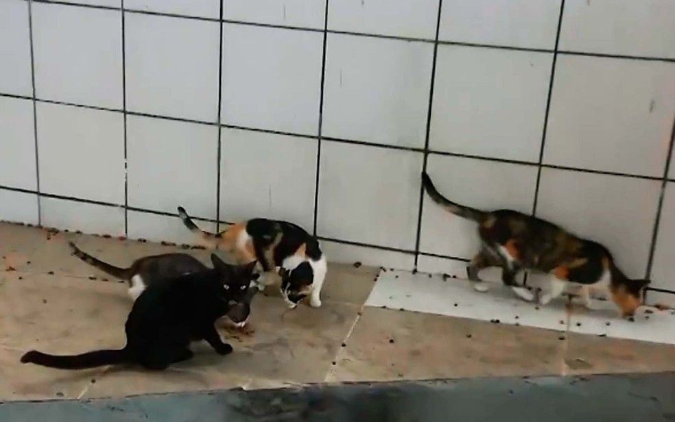 Moradores de condomÃ­nio em Salvador denunciaram a morte de mais de 15 gatos â Foto: ReproduÃ§Ã£o/TV Bahia