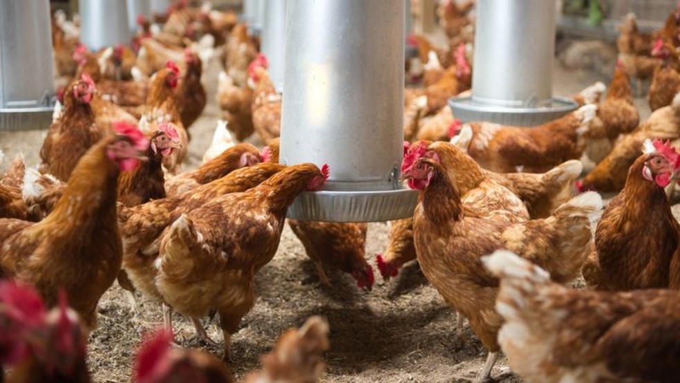 A partir de 2023, todas as galinhas poedeiras devem ser criadas livres de gaiolas na Nova Zelândia — Foto: GETTY IMAGES via BBC