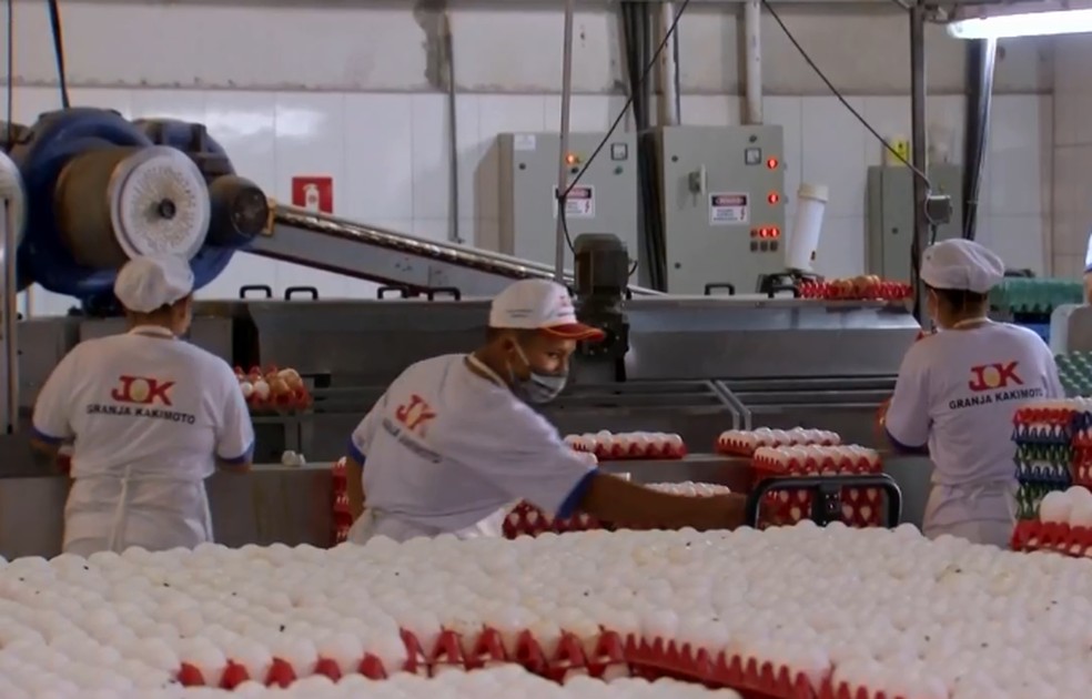 Donos de granjas apostam nas festas de fim de ano para recuperar vendas em Bastos — Foto: TV TEM/Reprodução