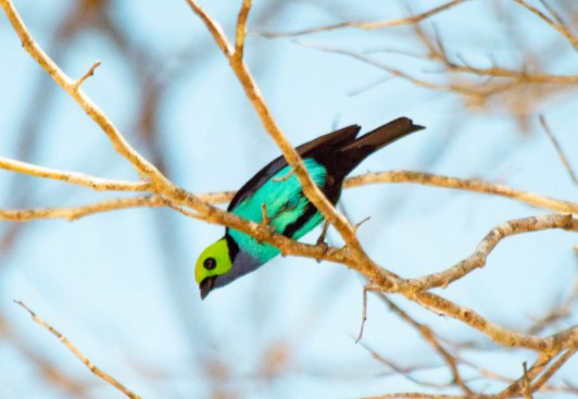 Biólogos preparam livro com fotos de 169 espécies de aves do Juruá após dois anos de pesquisa thumbnail