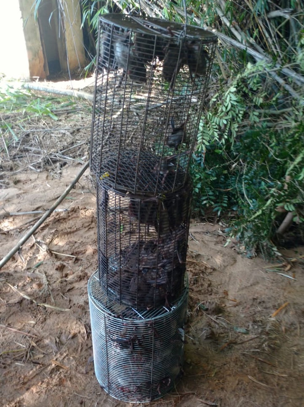 Morcegos foram encontrados em Tietê (SP) — Foto: Defesa Agropecuária Estadual/Divulgação