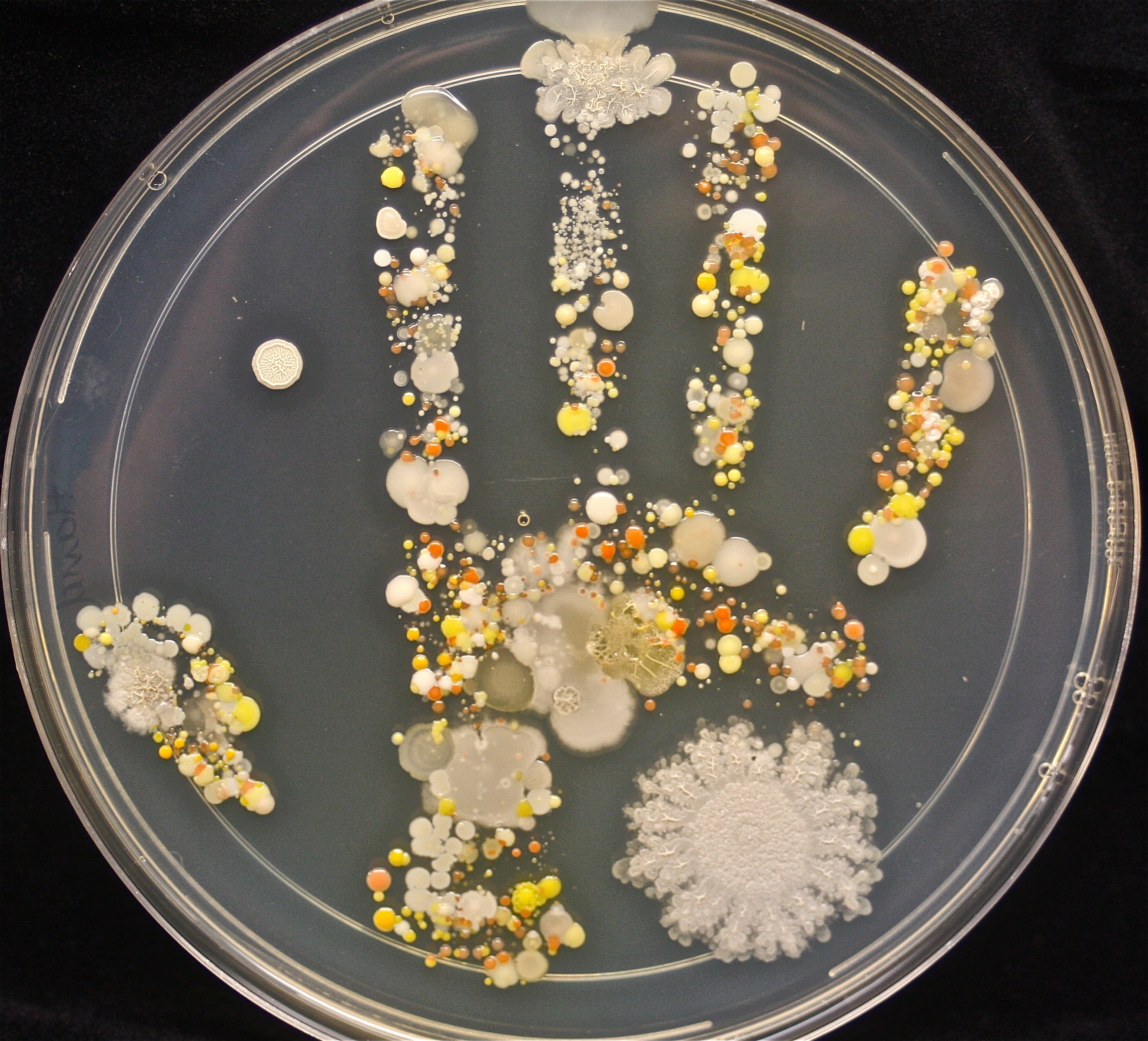 Estes são os micróbios que estavam na mão de uma criança depois de brincar no jardim (Foto: Reprodução)