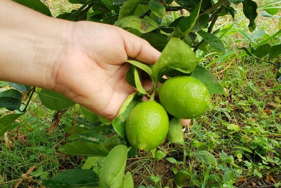 Paraná tem três mil e oitocentos agricultores orgânicos certificados. — Foto: Ana Clara Marinho/TV Globo