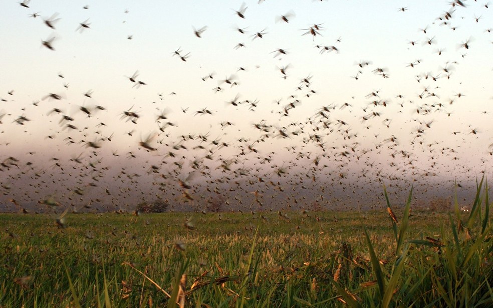 Ataques de gafanhotos aconteceram em todo o mundo — Foto: BBC/CRA