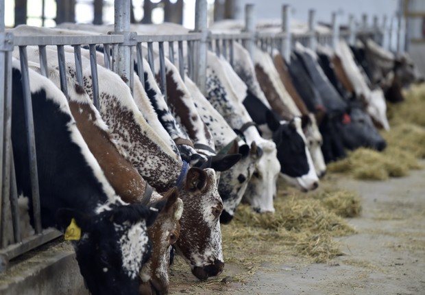 bois, agronegocio, vaca, economia, pecuaria  (Foto: SOPA Images/Getty Images)