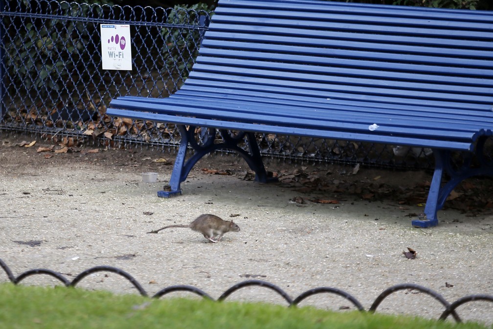 Rato é visto em praça no centro de Paris em 2016; população de roedores na França tem aumentado nos últimos anos — Foto: Francois Mori/AP