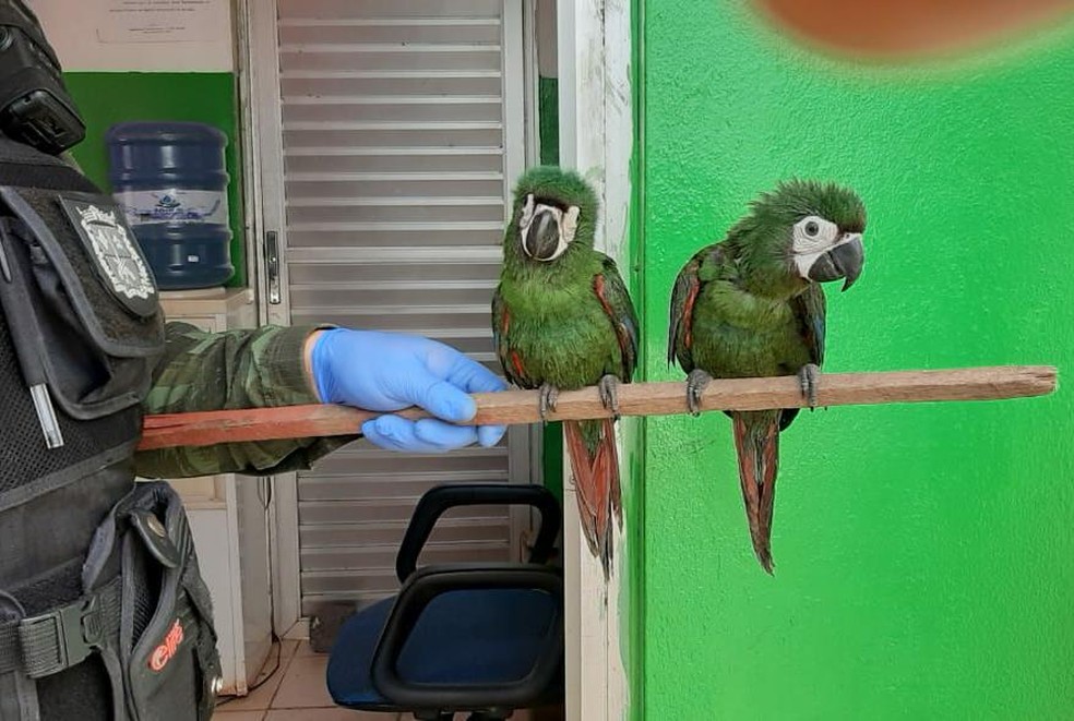 Dupla de araras maracanã foi entregue de forma voluntária a polícia — Foto: Batalhão Ambiental