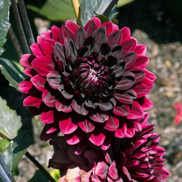 Dália negra: a flor com cor rara e usada desde a época dos astecas |  Paisagismo | Casa e Jardim