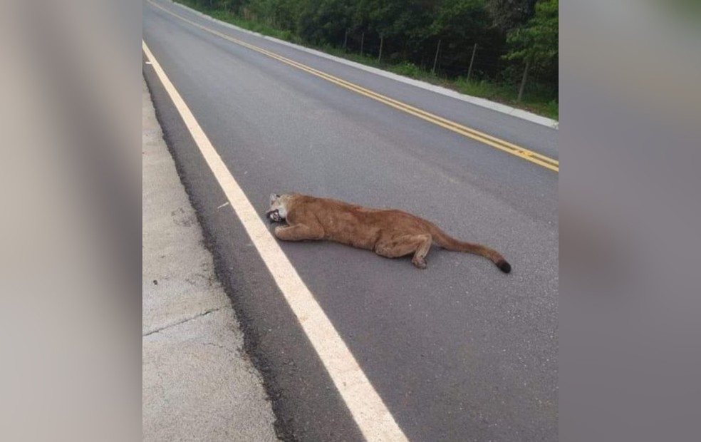 Onça-parda morre ao ser atropelada por caminhão em Angatuba  — Foto: Angatubanews/Reprodução 