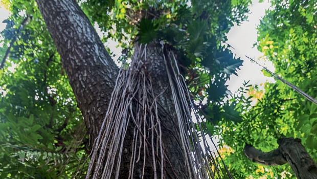 Brasil;Meio Ambiente;Amazônia;Preciosidade  Cotado a US$ 3 mil por metro cúbico, o mogno foi alvo de exploração predatória nos anos 80 e 90. Hoje é quase tão raro como o chifre de rinoceronte-branco (Foto: Odair Leal)