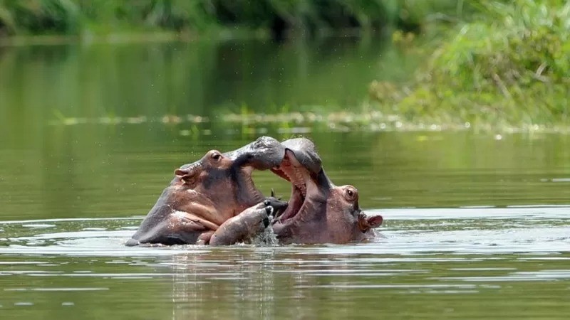 Hipopótamos descendentes dos originais importados por Escobar para sua fazenda. A espécie disseminou-se pela região e é considerada invasora. (Foto: GETTY IMAGES via BBC)