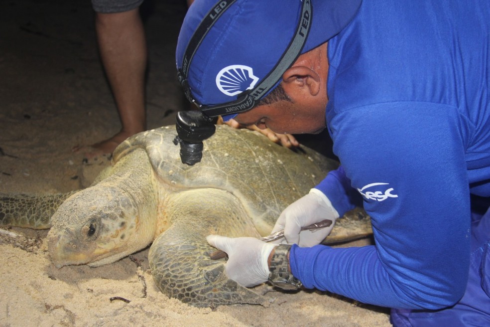 Marcação de tartaruga para monitoramento — Foto: Instituto Tartarugas do Delta