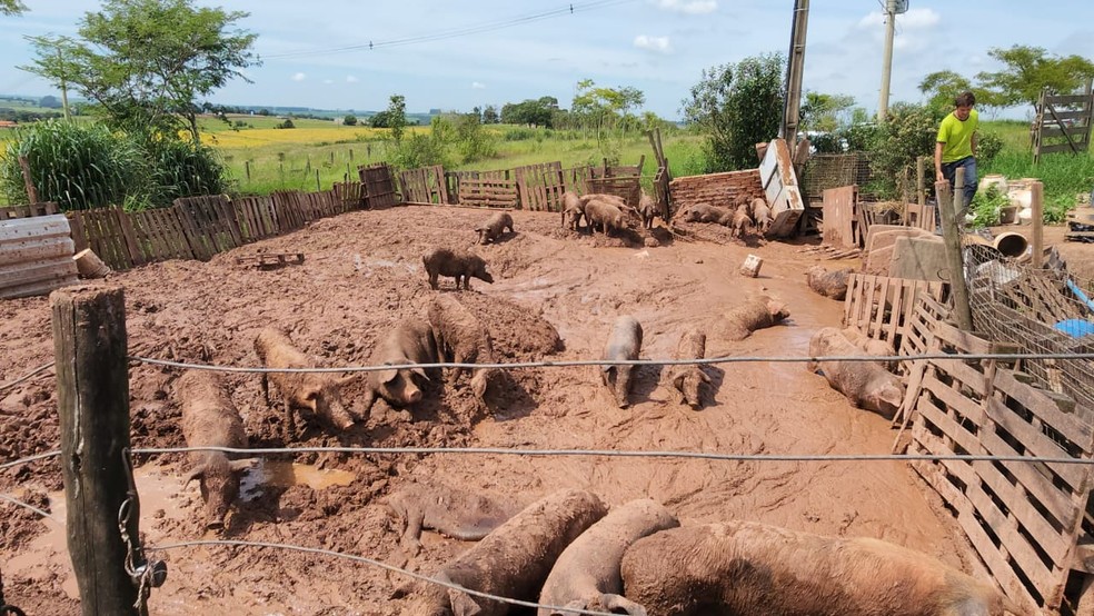 Animais estavam em local inadequado, sem água ou abrigo em Limeira — Foto: Wagner Morente/GCM Limeira