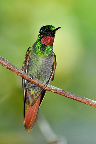 G1 - Beija-flor-rubi tem garganta brilhante e exibe as penas para ...