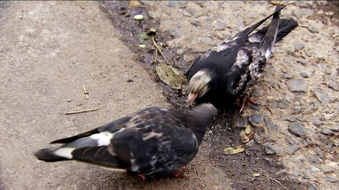 Featured image of post Filhote De Pombo Preto