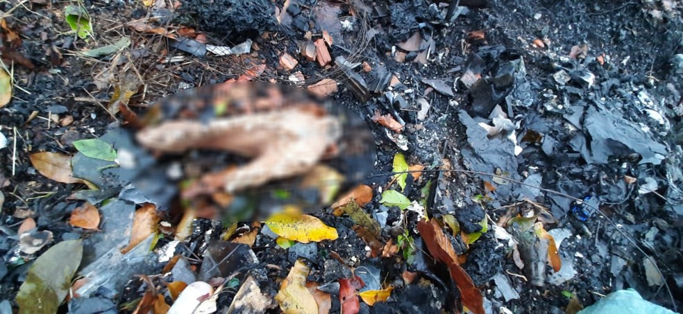 Homem foi preso após matar animais domésticos em Presidente Epitácio (SP) — Foto: Marcelo Casarini