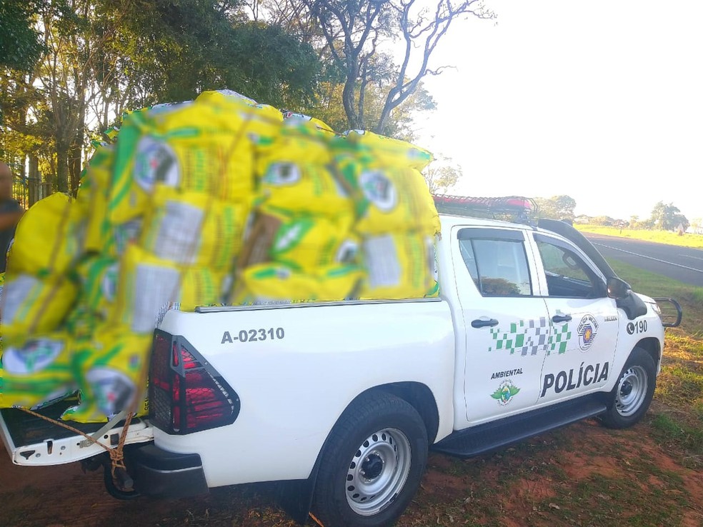 Carga de carvão vegetal foi apreendida em Martinópolis — Foto: Polícia Militar Ambiental