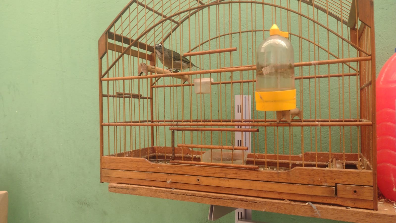 Homem é multado em R$ 31,5 mil por manter aves em cativeiro e maus-tratos em Santa Bárbara