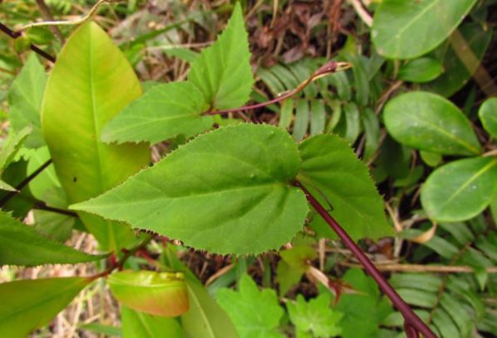 Siphocampylus baccae — Foto: Lauro Eduardo Bacca/ Arquivo pessoal