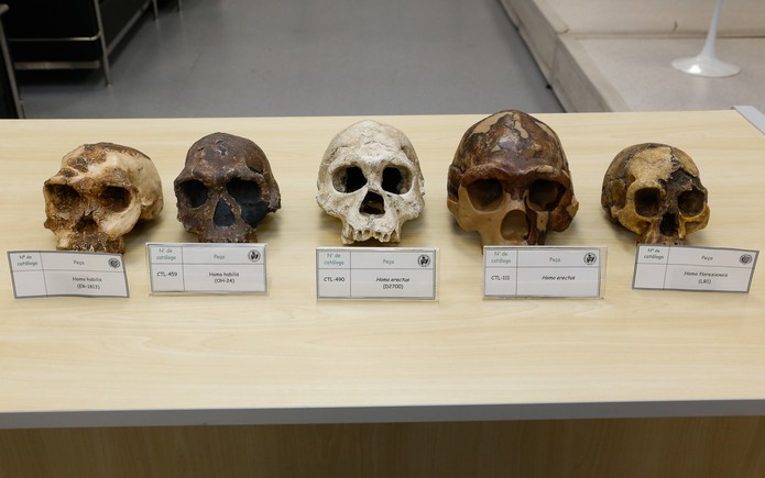 Crânios de tipos de homos mostram a diferença de tamanho entre eles. Da esquerda para a direita: dois crânios de homo habilis, seguido por dois crânios de homo erectus. Ao fim, um exemplar de homo florenziensis. — Foto: IEA/USP/Divulgação