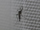 Em uma semana, PE registra 2,3 mil suspeitas de dengue e chikungunya