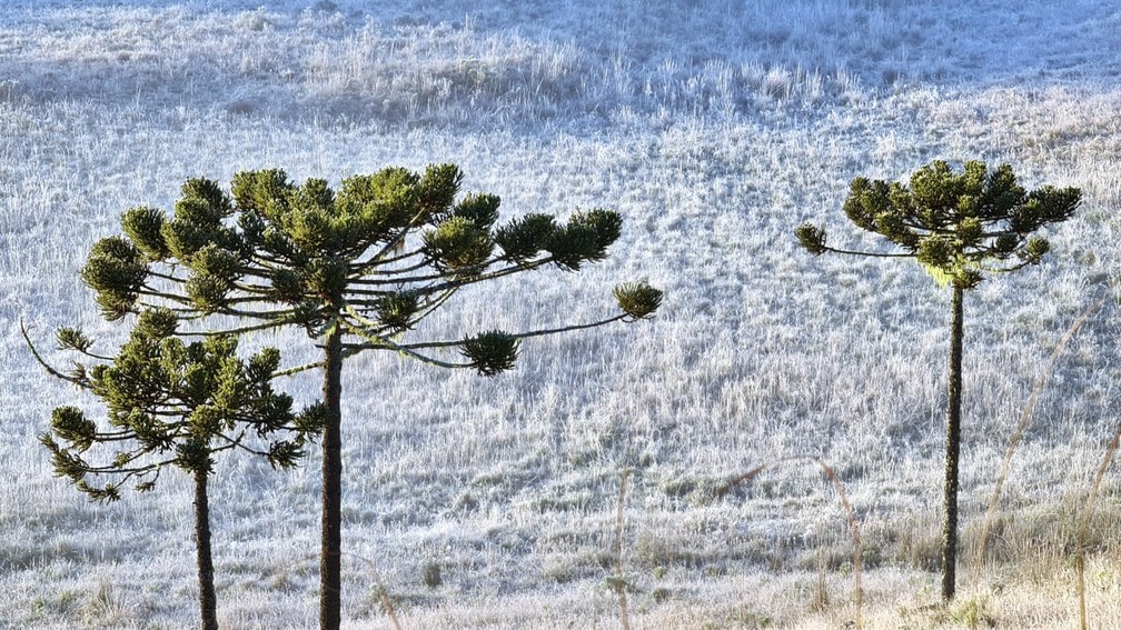 Geada deixou a vegetação coberta com uma fina camada de gelo na Serra catarinense na manhã desta quinta-feira (13)  — Foto: Mycchel Legnaghi / São Joaquim Online