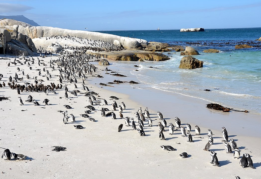 Hoje, a praia dos penguins em Simon's Town é protegida como reserva ambiental (Foto: Olga Ernst/ Wikimedia Commons)