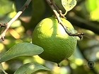 Aumento do custo de produção preocupa produtores de limão de SP