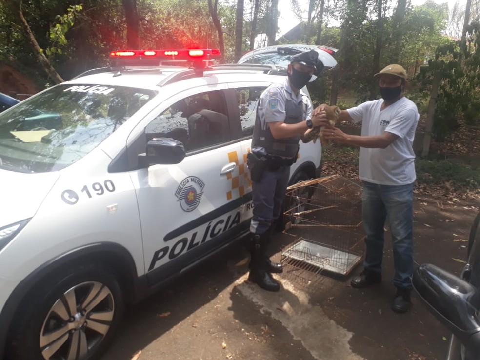 Coruja estava com as pernas lesionadas e será devolvida à natureza — Foto: Polícia Rodoviária/Divulgação