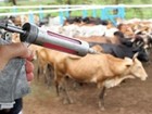 Índice de vacinação contra a febre aftosa é de quase 100% no Marajó