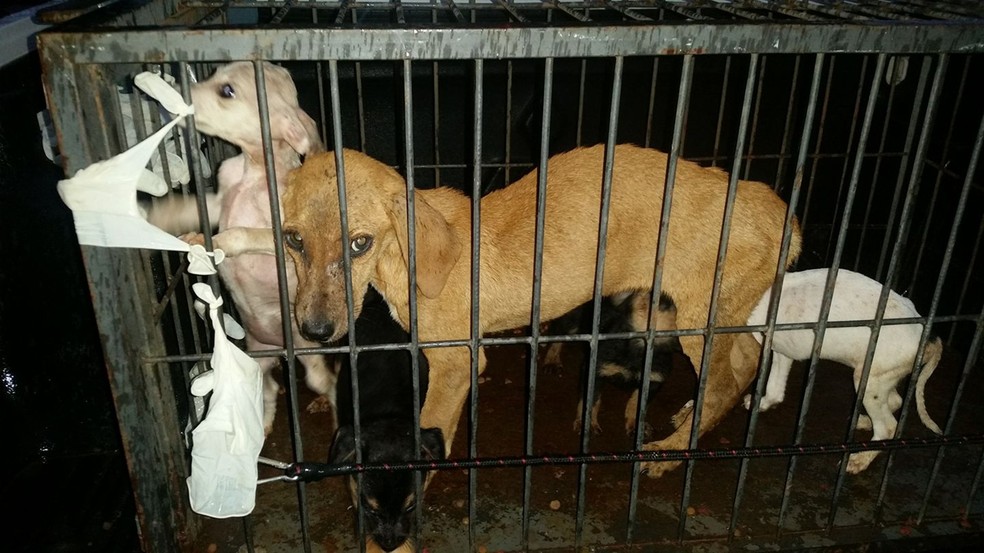 Animais foram resgatados de suposta ONG em Itapeva (Foto: Arquivo pessoal)