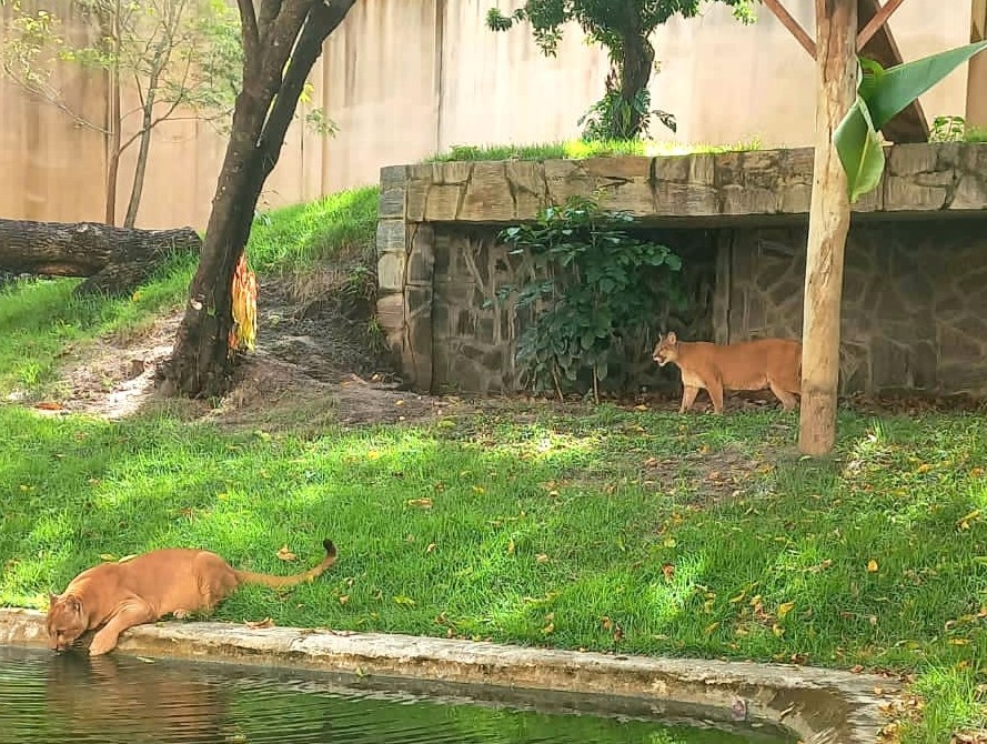 Onças pardas transferidas para Parque Arruda Câmara, em João Pessoa, já estão adaptadas, diz zoológico 