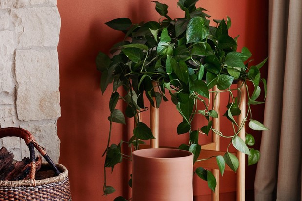 15 plantas instagramáveis para você ter em casa (Foto: Divulgação)