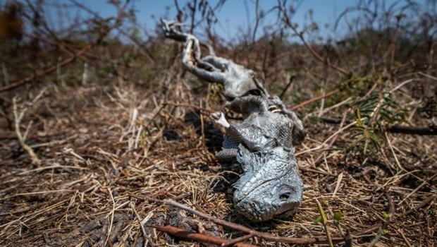 Iguana morta é encontrada em uma fazenda da transpantaneira. Voluntários suspeitam que ela tenha sido vítima da seca (Foto: FERNANDO FACIOLE/GRAD via BBC)