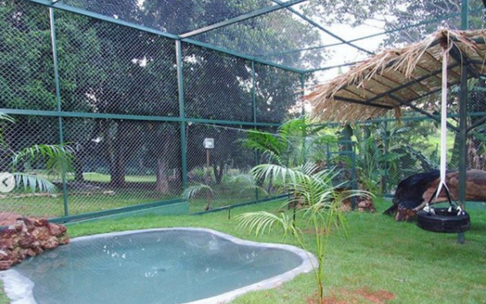 Recinto de 130 metros quadrados é totalmente adaptado para necessidades especiais do felino, segundo NEX — Foto: Raul Coimbra/NEX