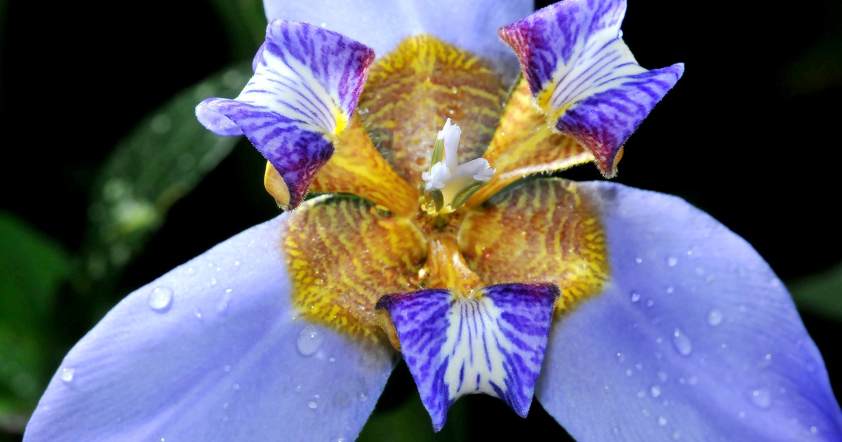 G1 - Falso-lírio é planta ornamental e exibe as folhas dispostas em leque -  notícias em Terra da Gente
