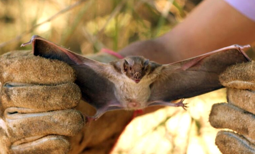 Morcegos podem transmitir raiva a humanos â€” Foto: Adapec/DivulgaÃ§Ã£o