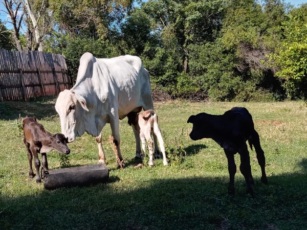 Vaca precisa de cuidados especiais após parto de trigêmeos  — Foto: Gereval de Andrade/Arquivo pessoal