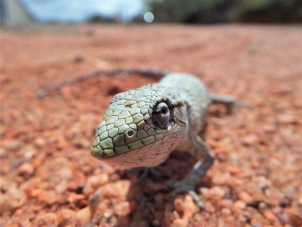 A fotografia e observação das espécies ajuda o biólogo a aperfeiçoar os conhecimentos sobre a fauna — Foto: Pedro Medeiros/VC no TG