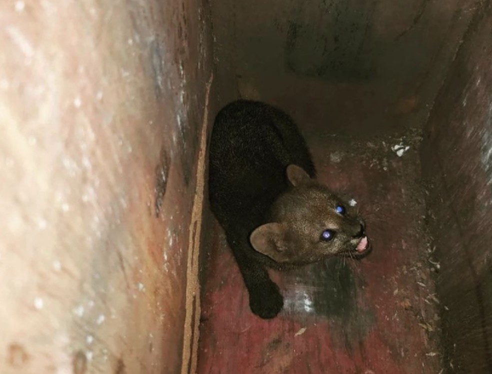 Gato-mourisco íntegra a lista oficial de espécies da fauna brasileira ameaçadas de extinção. — Foto: Reprodução/TV Verdes Mares