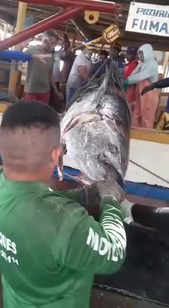 Atum azul de mais de 400 kg é pescado na costa do Rio Grande do Norte