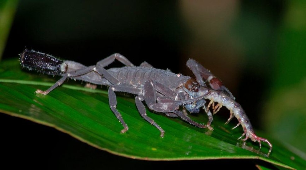 Escorpião negro foi achado comendo uma lacraia no último dia 3 durante pesquisa de campo na Ufac — Foto: Marllus Felipe/Arquivo pessoal