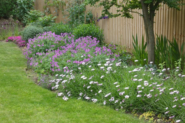 Garden flower bed (flowerbed) with cape daisies and geraniums in a typical English garden (Foto: Getty Images/iStockphoto)
