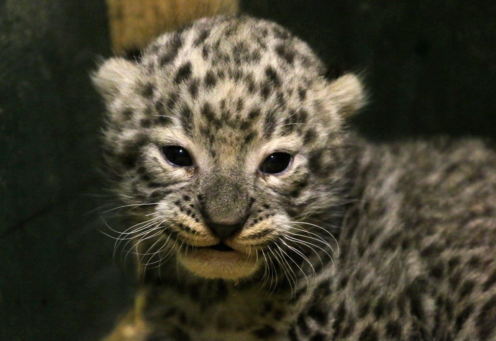 Zoo apresenta filhote de leopardo-persa na Hungria (Foto: Janos Vajda/MTI via AP)