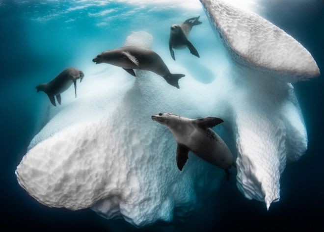 BBC - O fotógrafo Greg Lecoeur venceu o principal prêmio com a imagem Frozen Mobile Home ('Casa móvel e congelada', em português), que mostra focas em torno de um iceberg (Foto: Greg Lecouer)